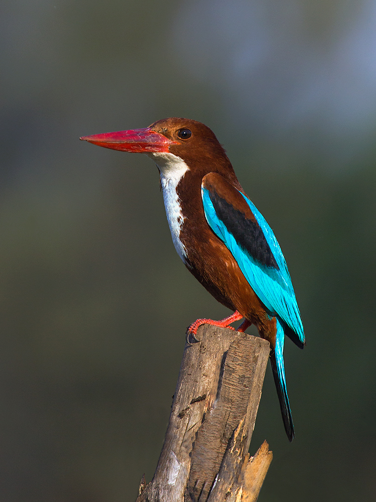White Breasted Kinfisher.