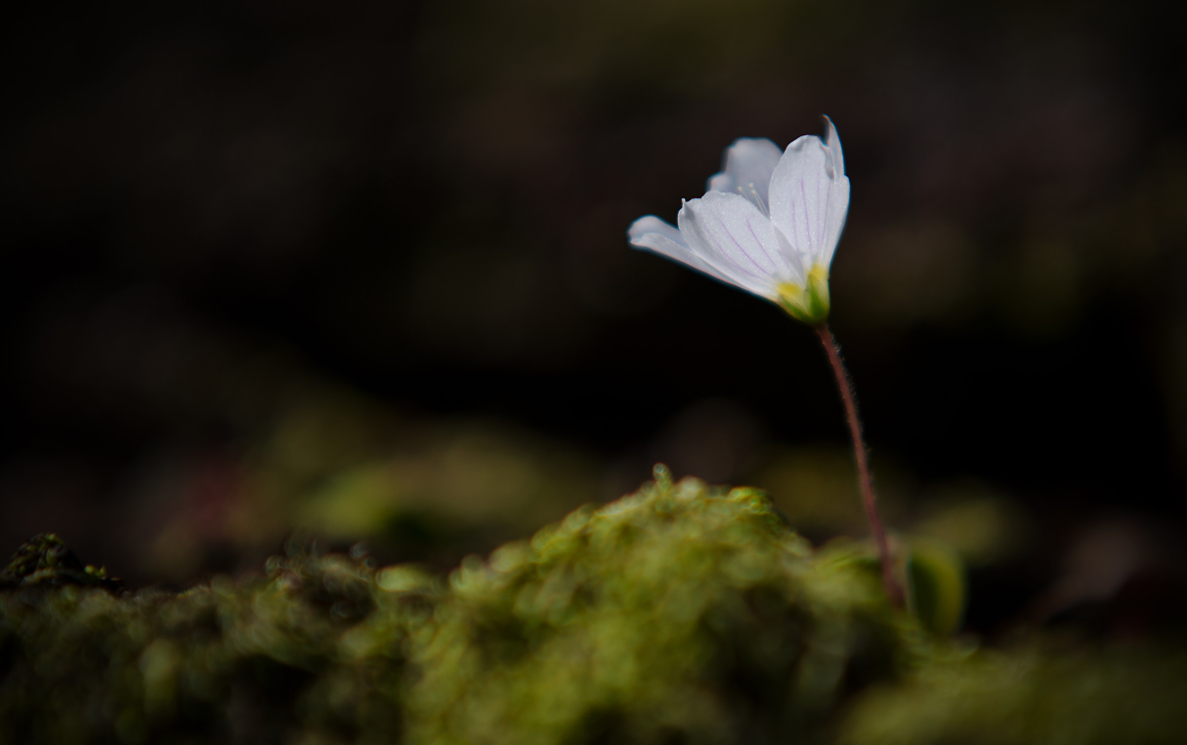 'Ovunque la natura può crescere ...'