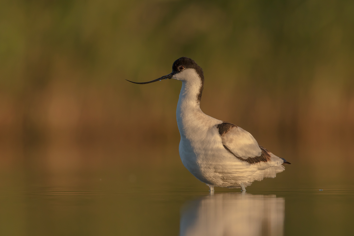 Le ultime luci sull'Avocetta