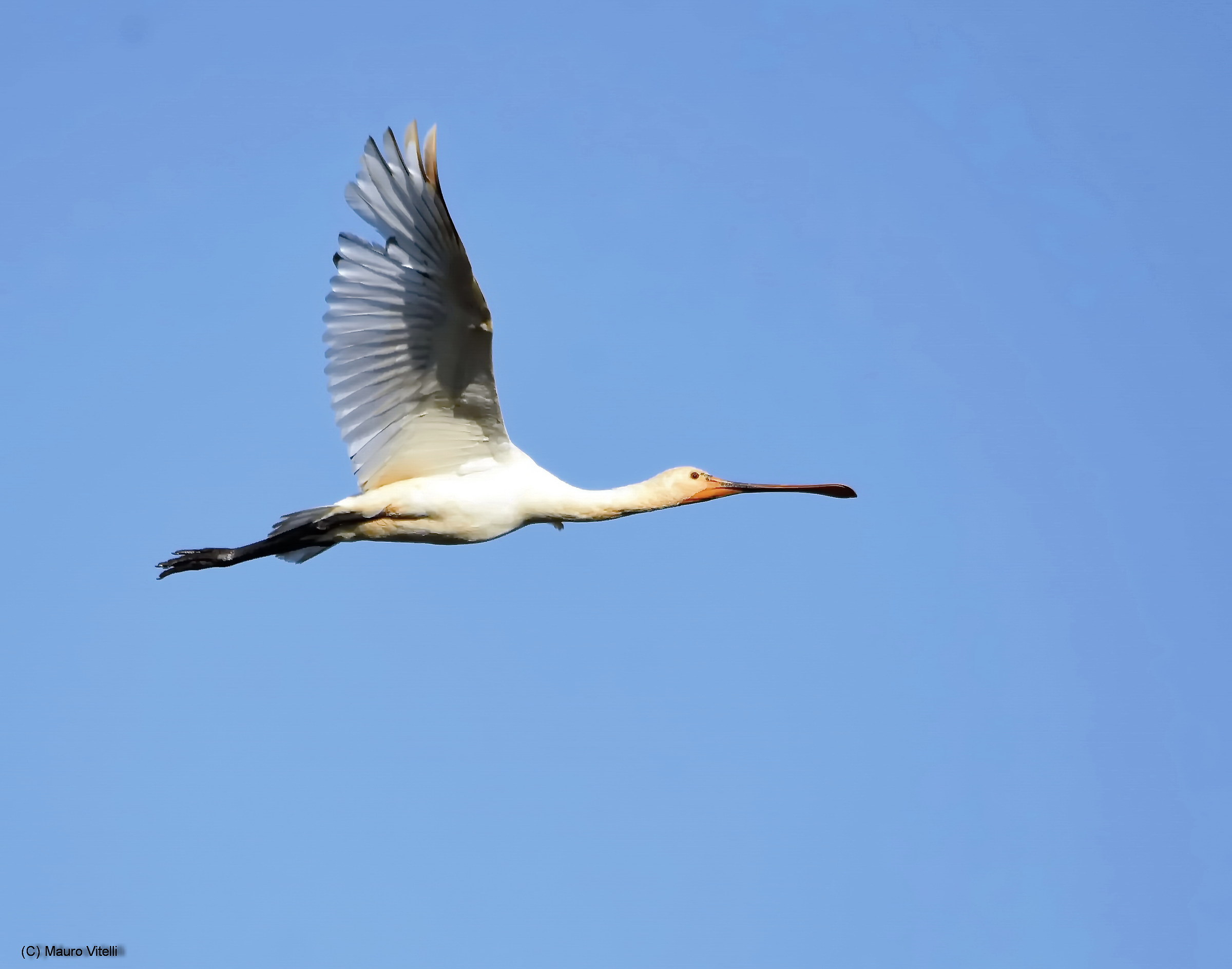 Spoonbill in flight