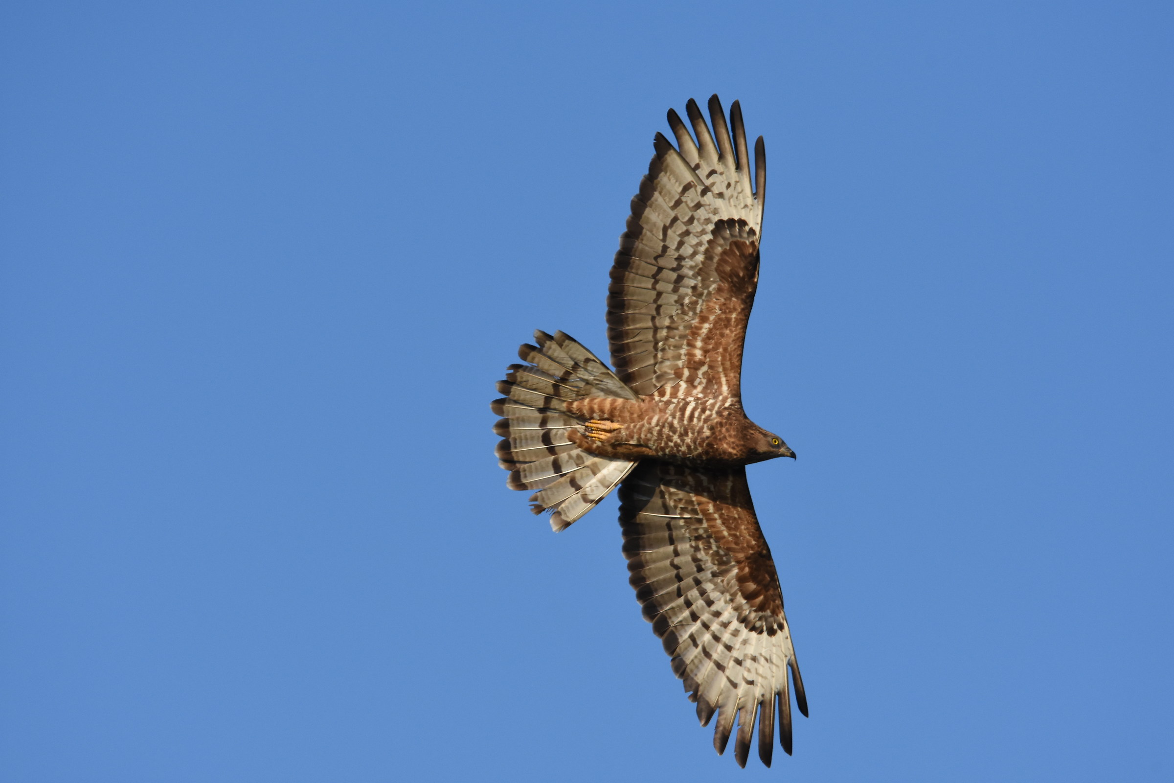 honey buzzard