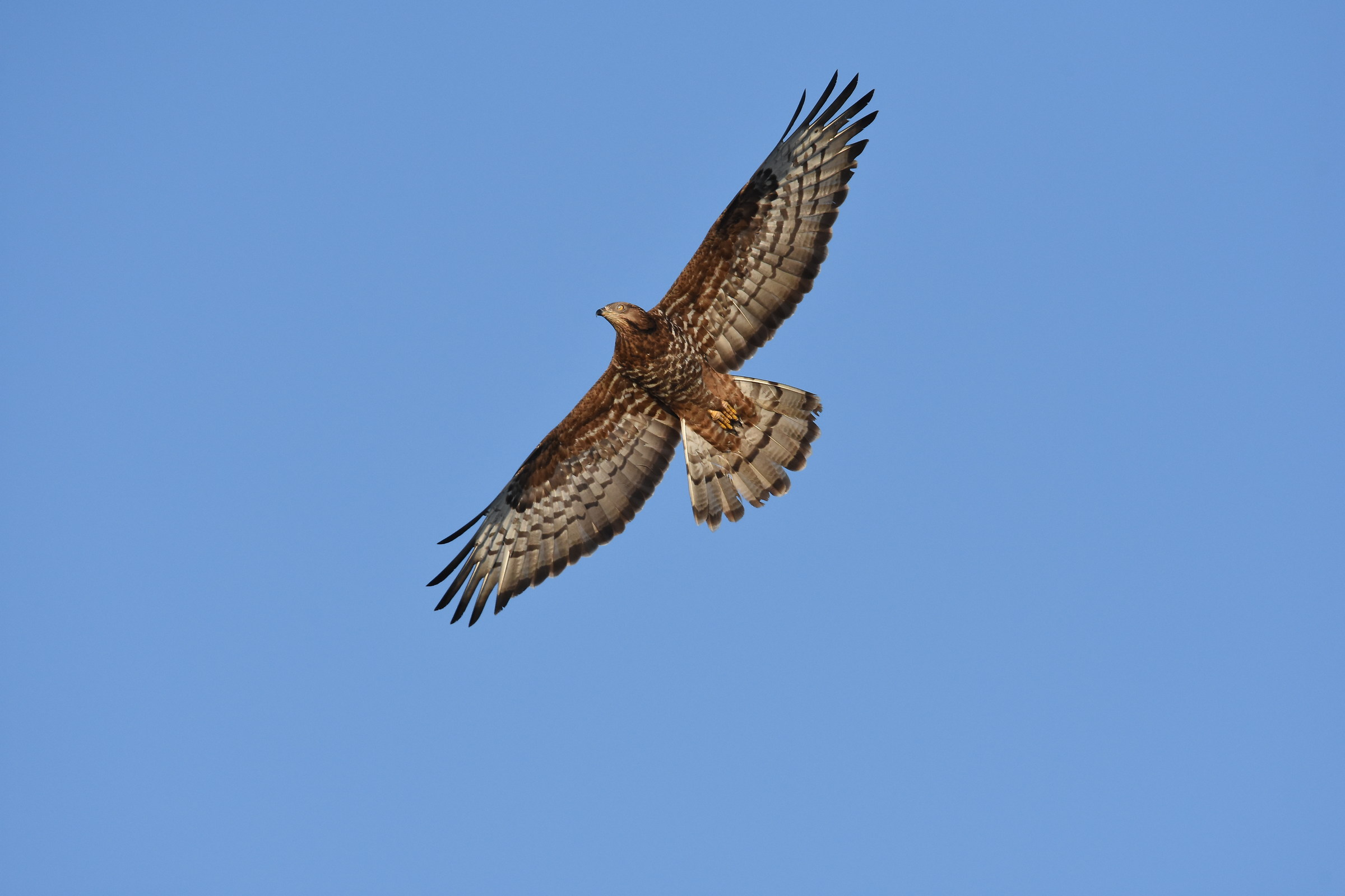 honey buzzard