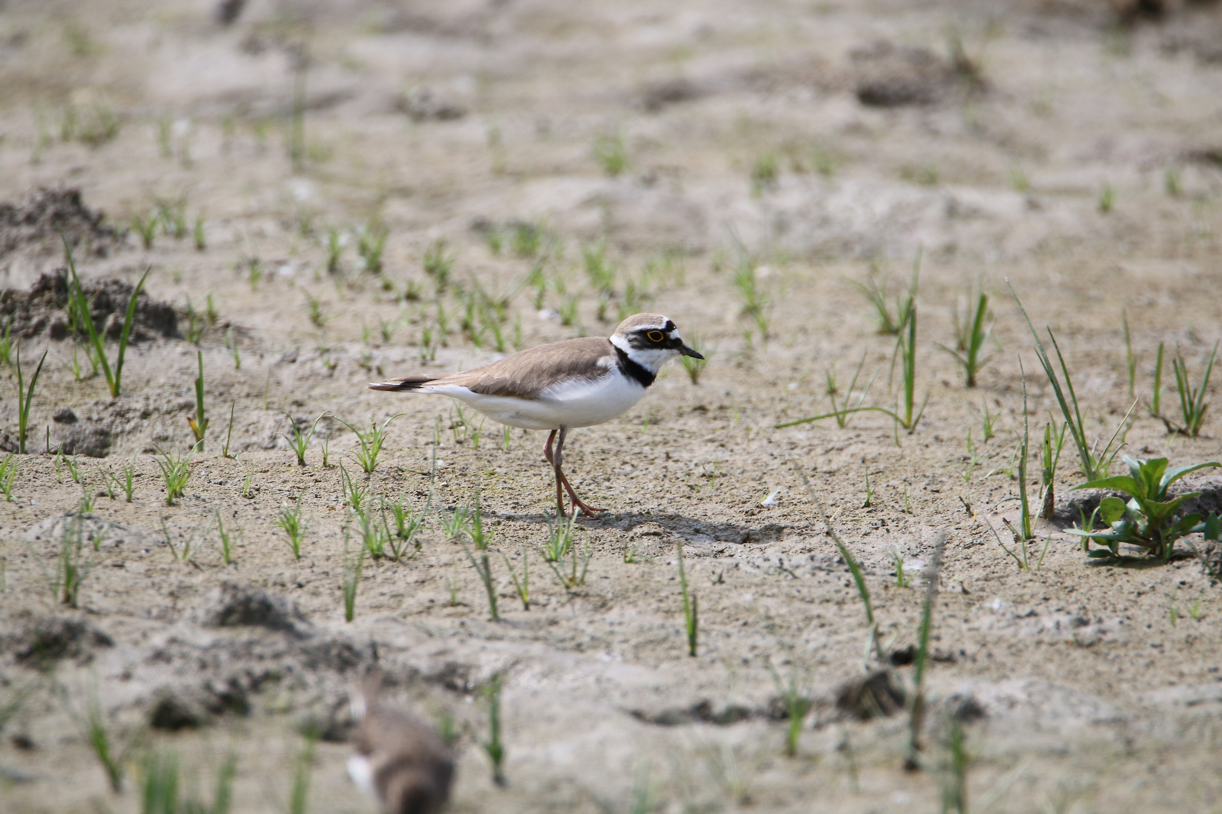 little Ringed Plover