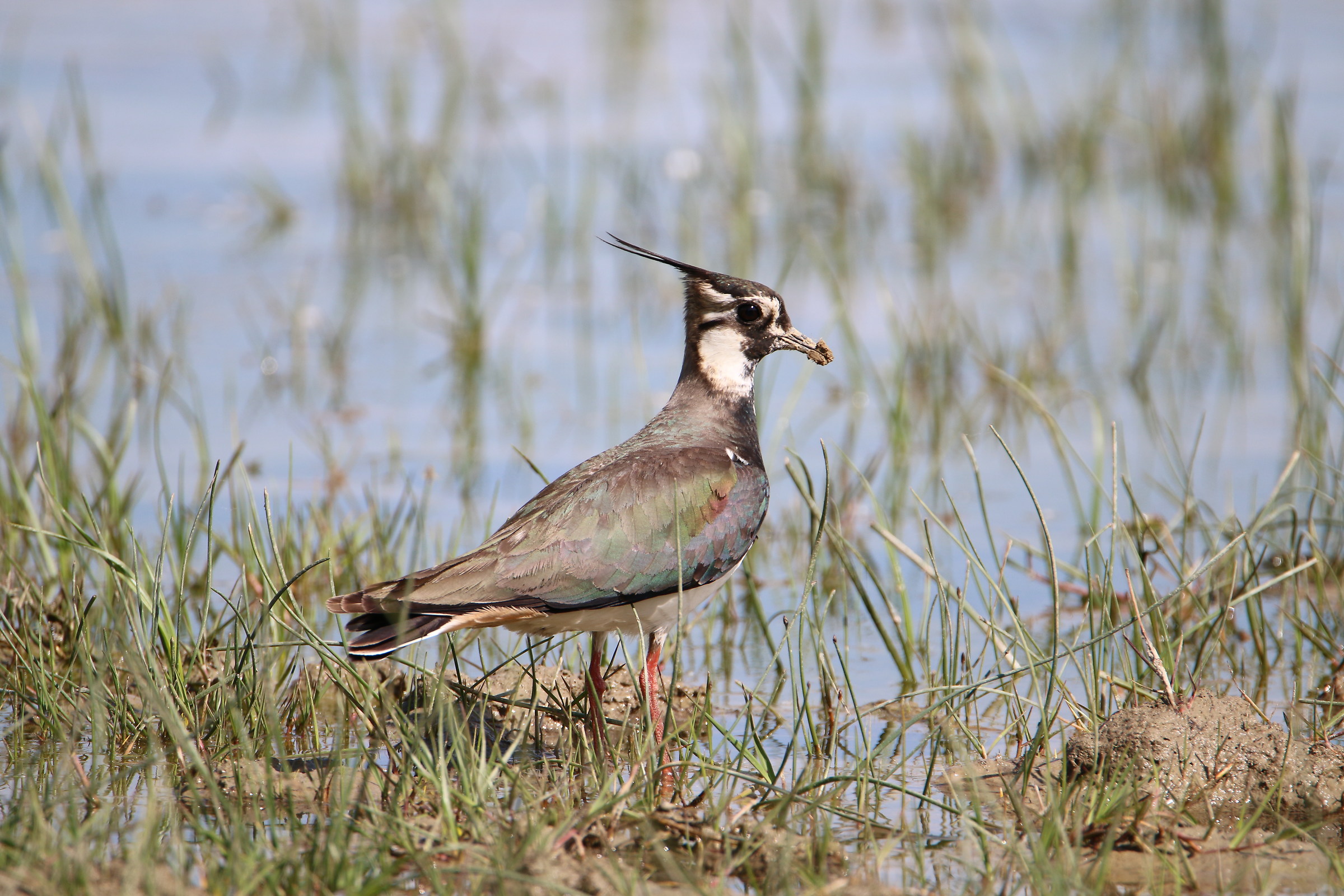 Lapwing