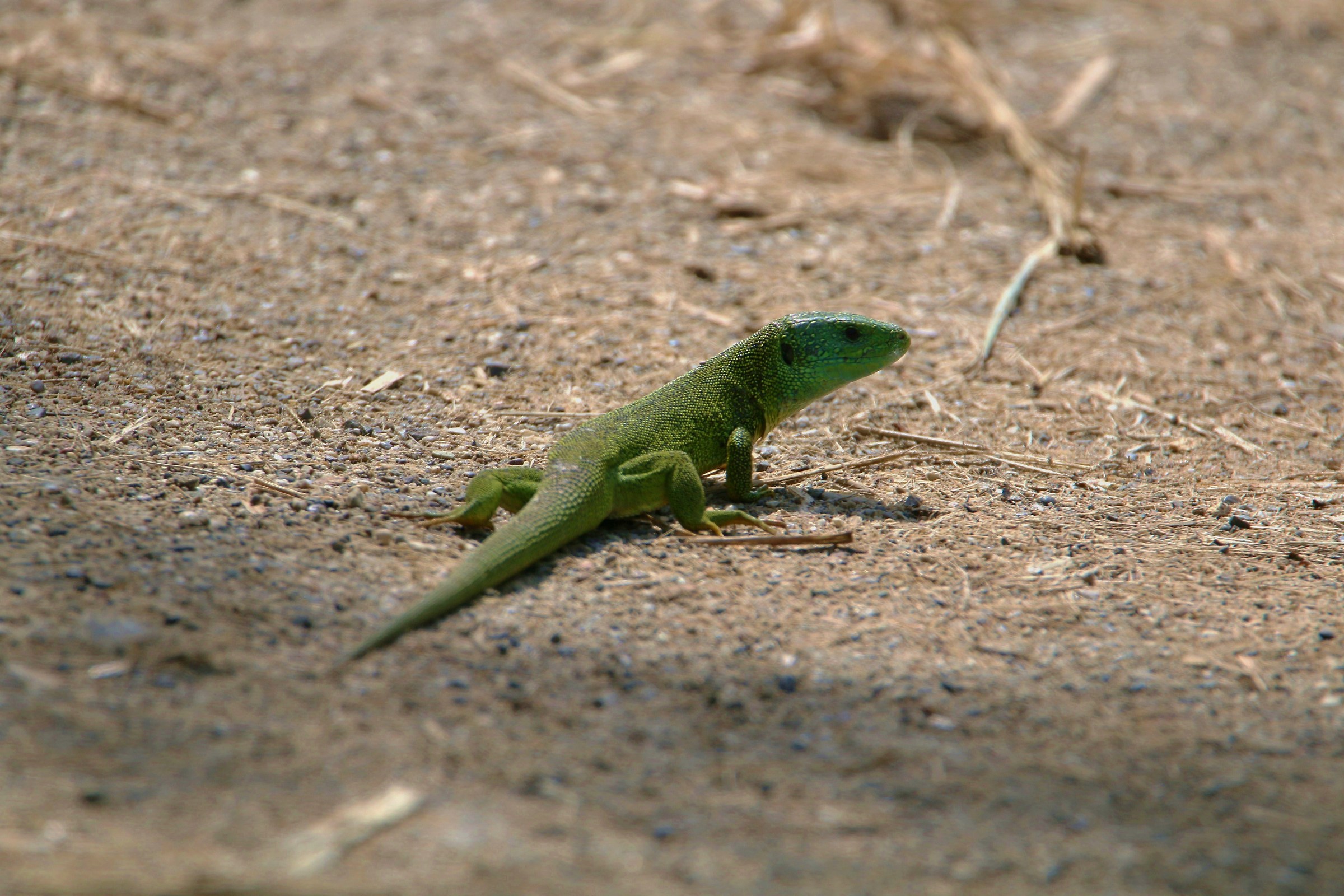 Eastern green lizard