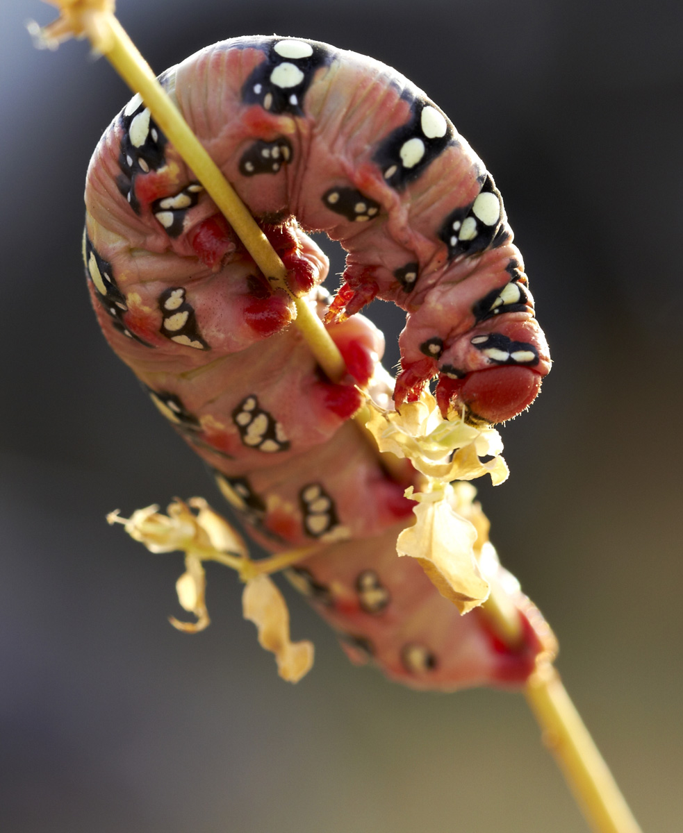 Workshop Macro PC - Caterpillar glutton