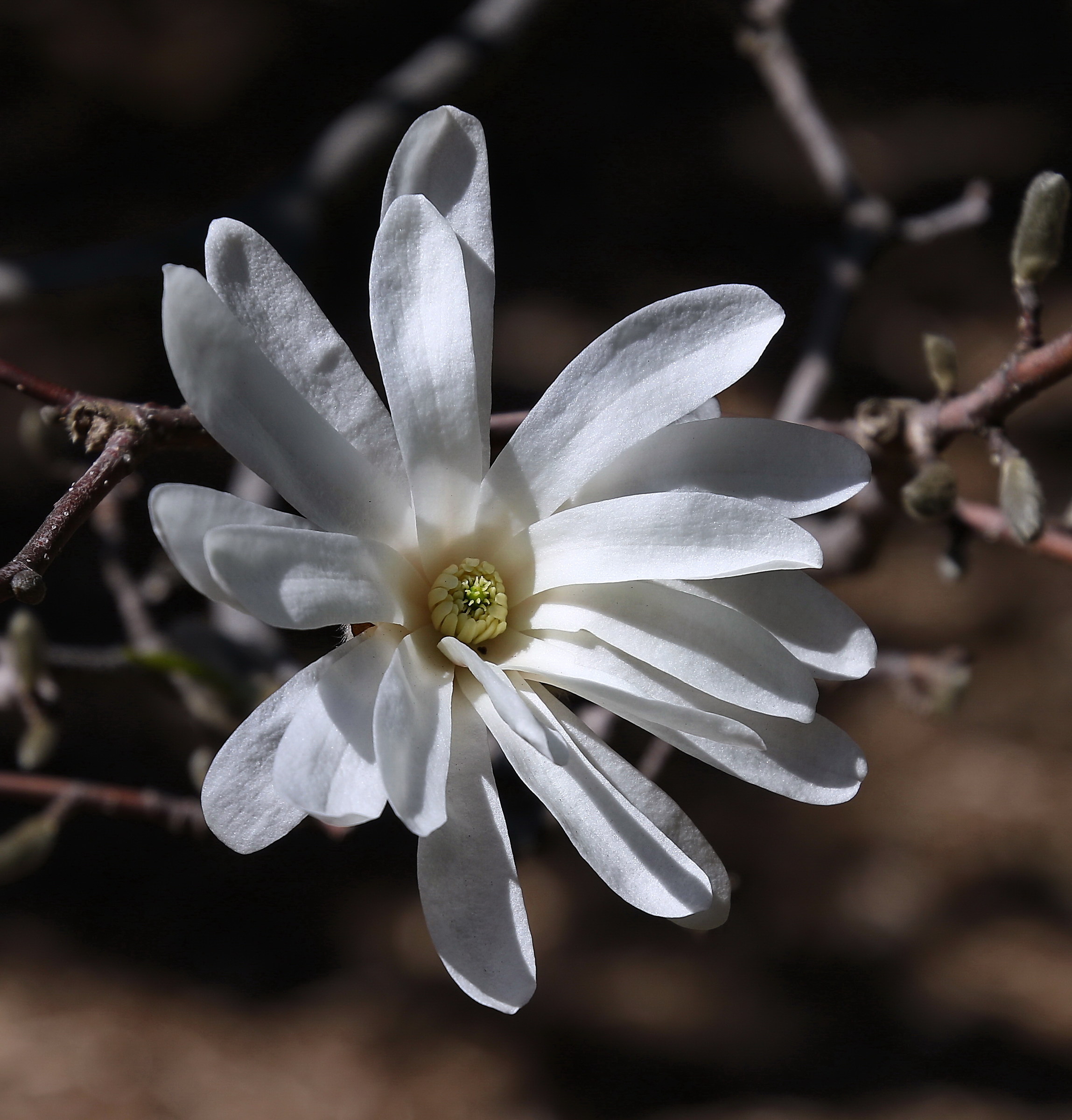 Una "Stella" molto speciale