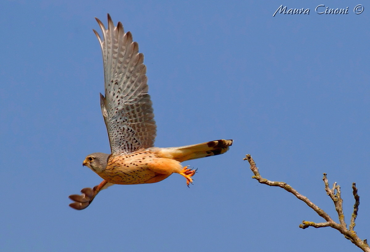 Kestrel Male: The Cut