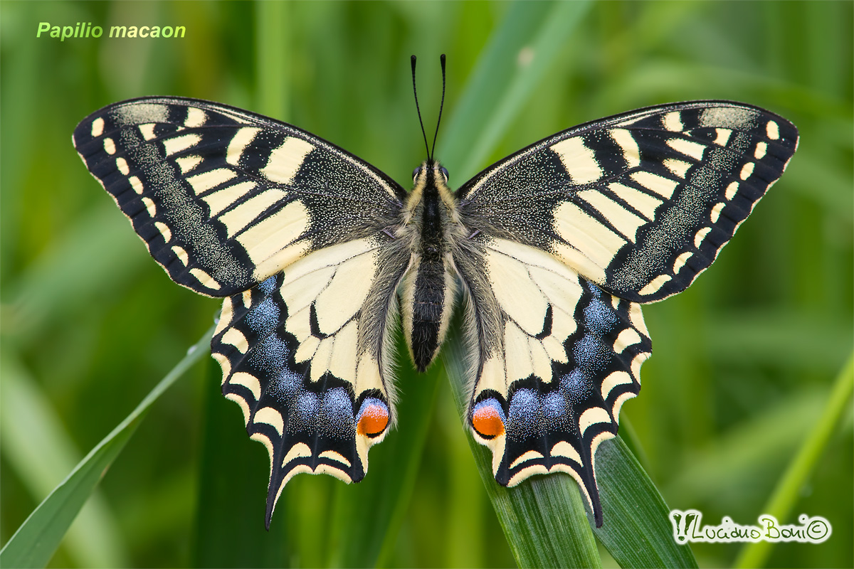 Swallowtail (Papilio machaon)