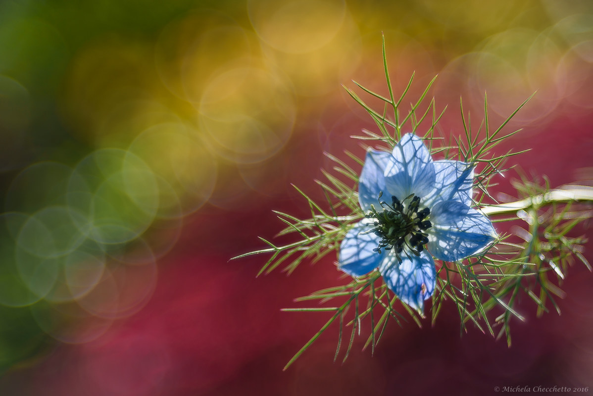 Nigella Damascena
