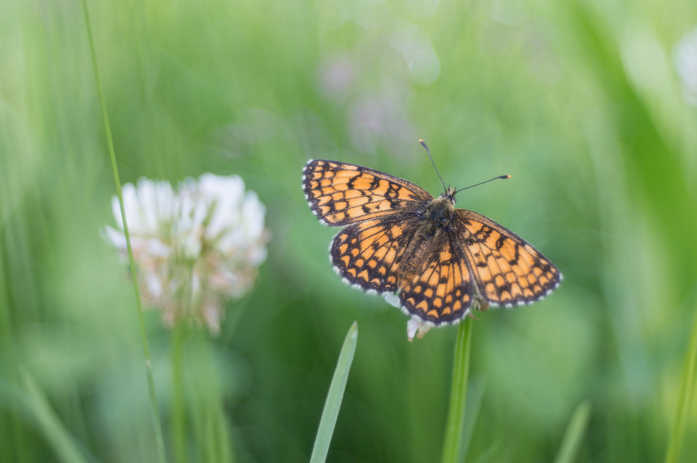 Melitaea clover