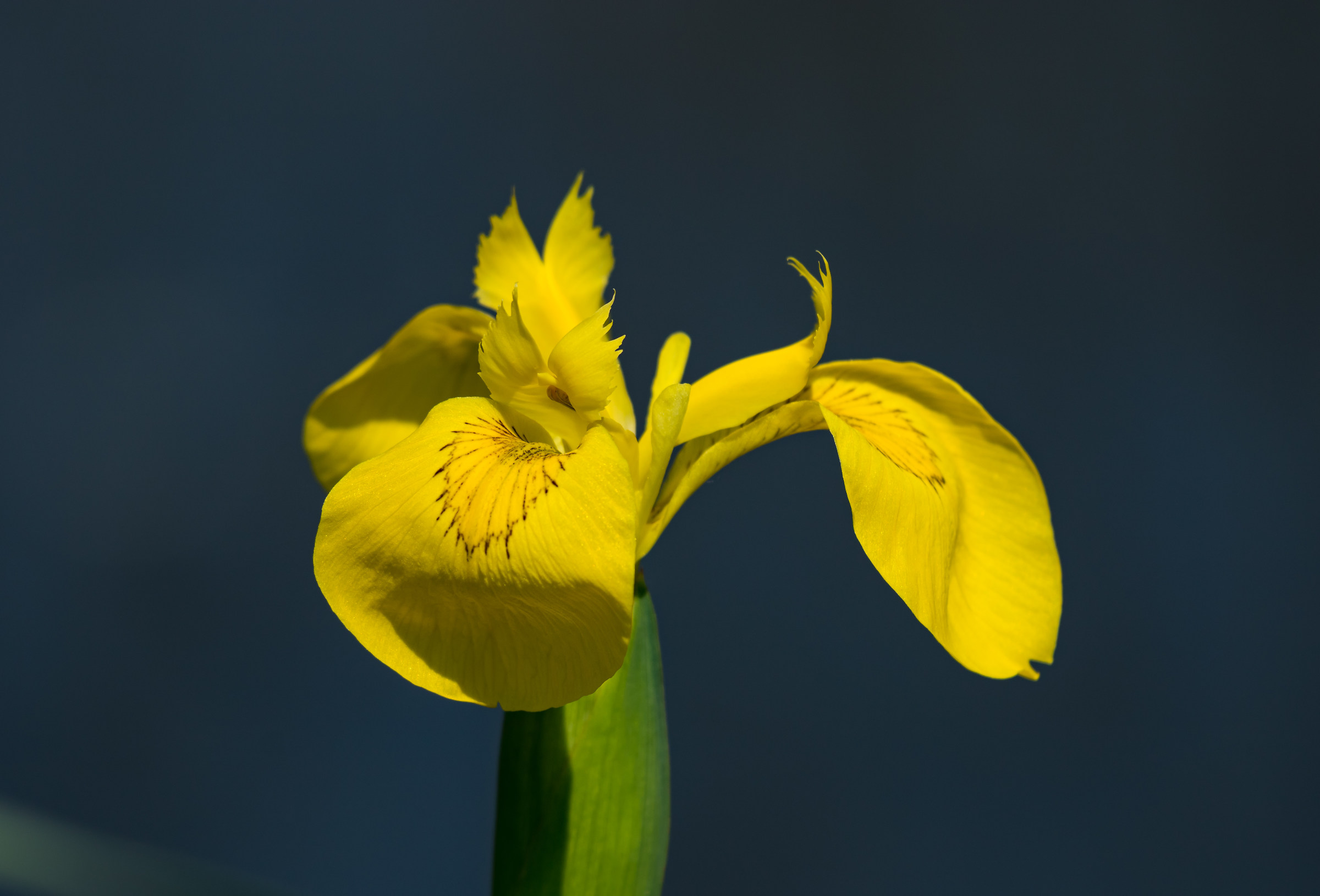 iris
