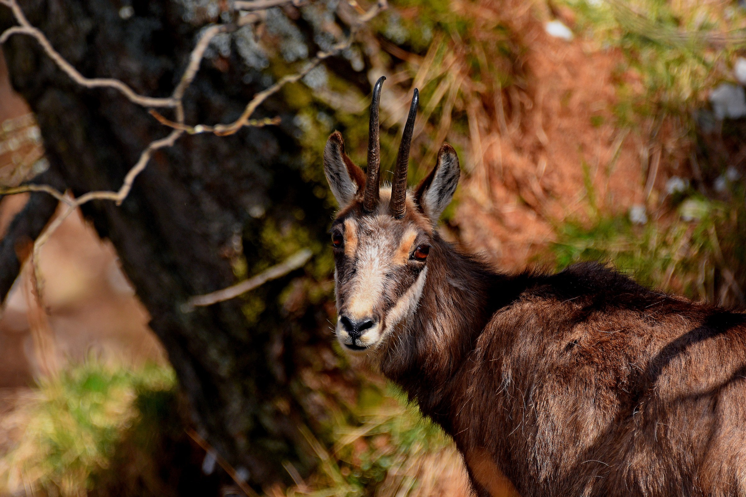 Alpine chamois