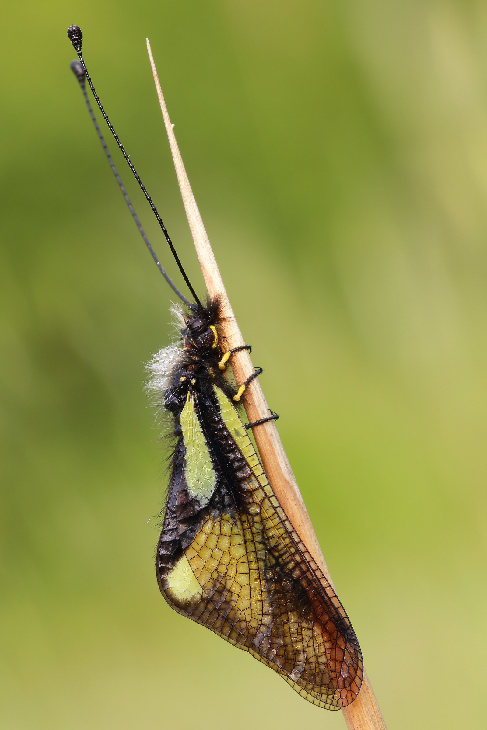 Libelloides coccajus