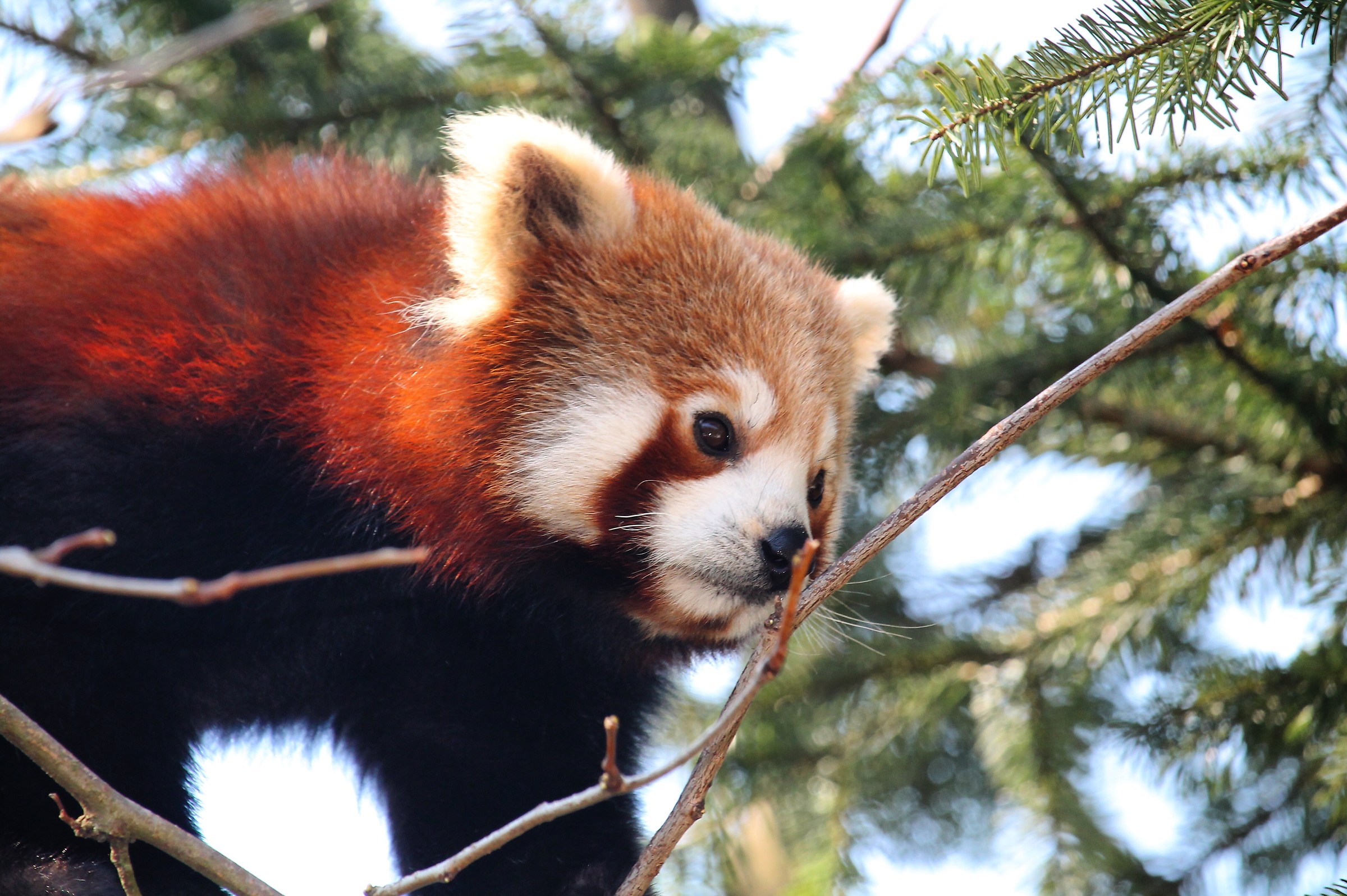 The red panda