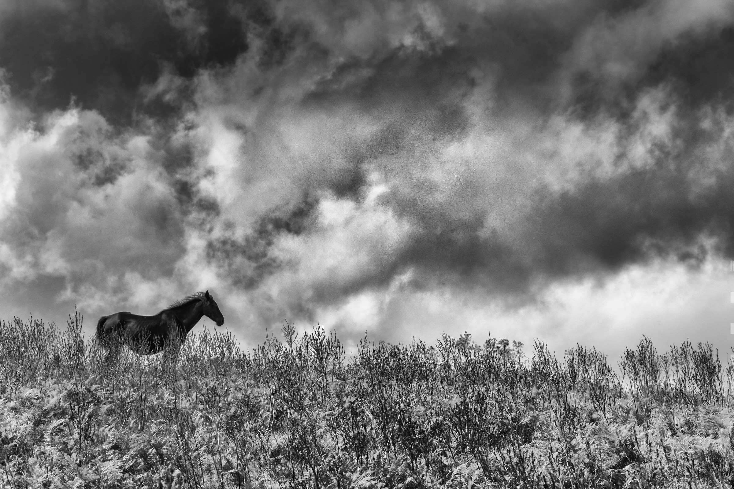 A horse with no name