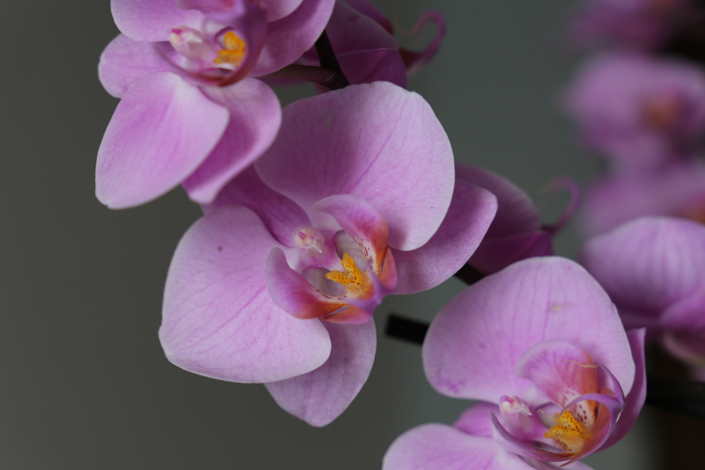orchids