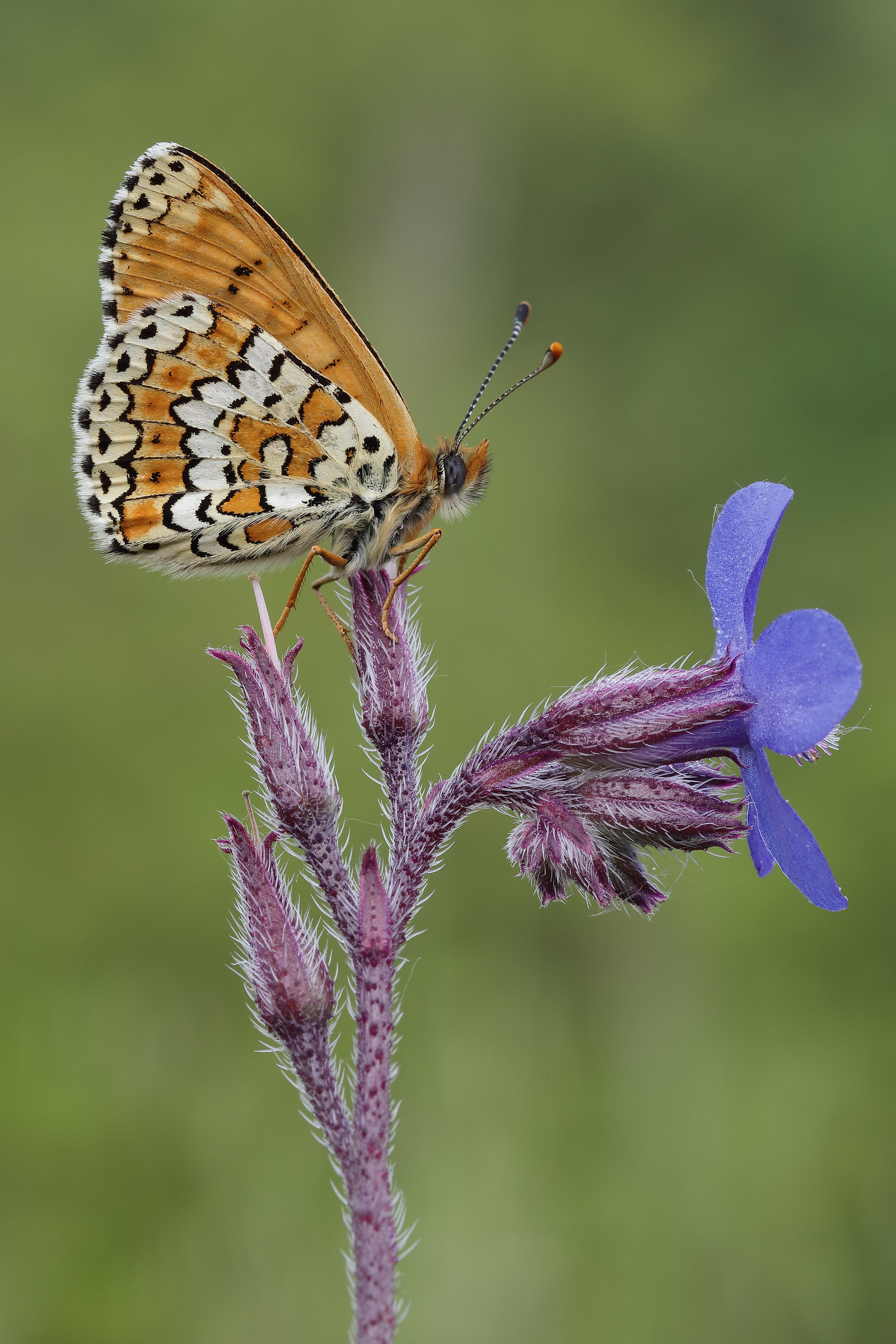 Melitea sp. of borage
