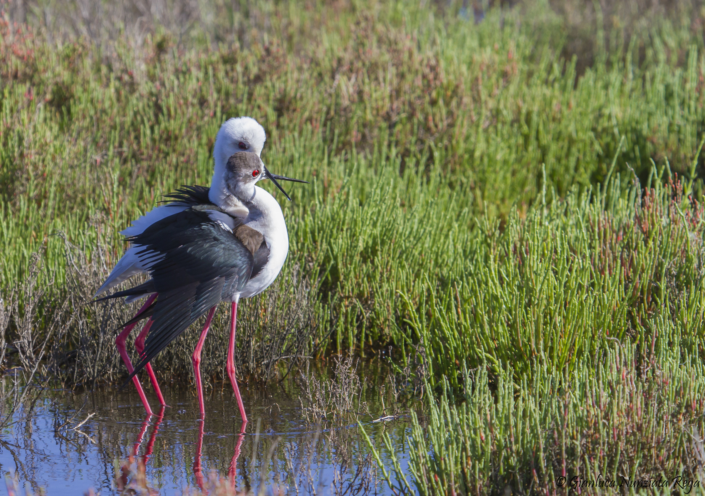 Cavalieri d'Italia innamorati