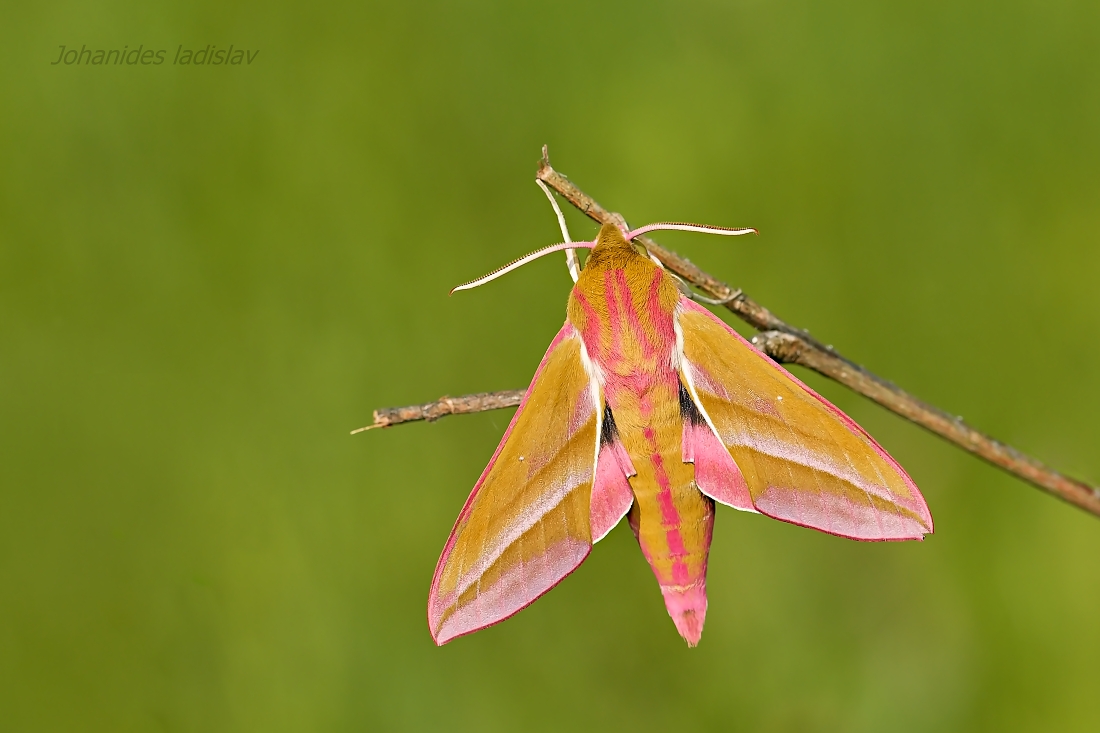 elpenor di Deilephila