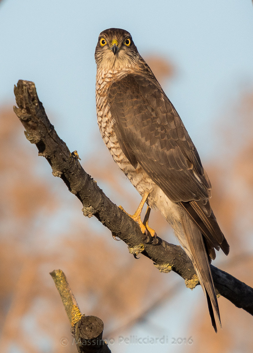 Sparrowhawk with top light and top butt