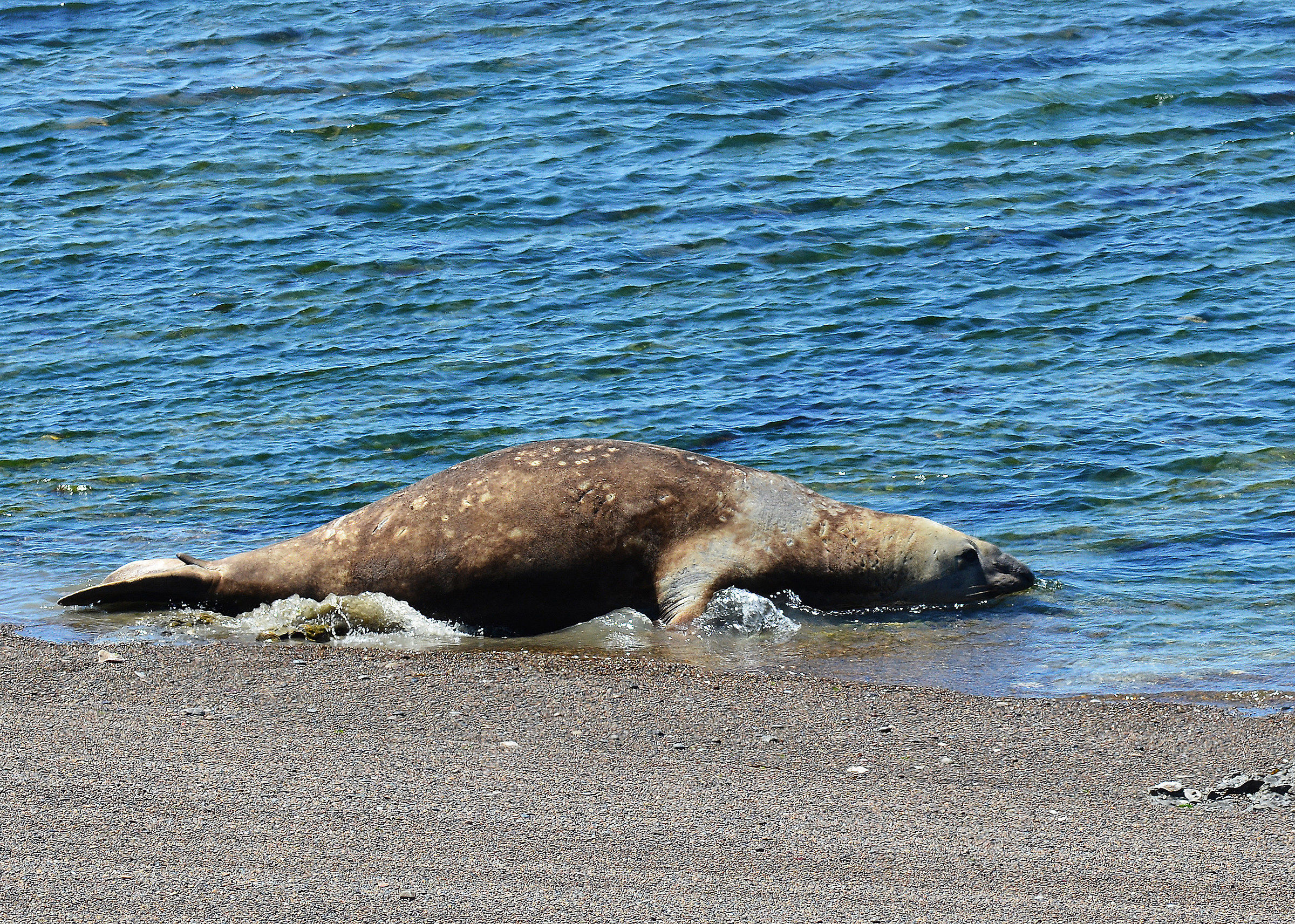 Patagonia - Elefante marino