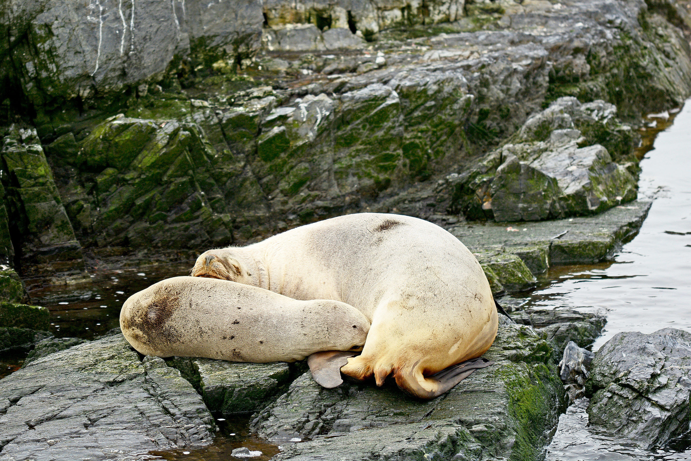 Terra del Fuoco - allattamento