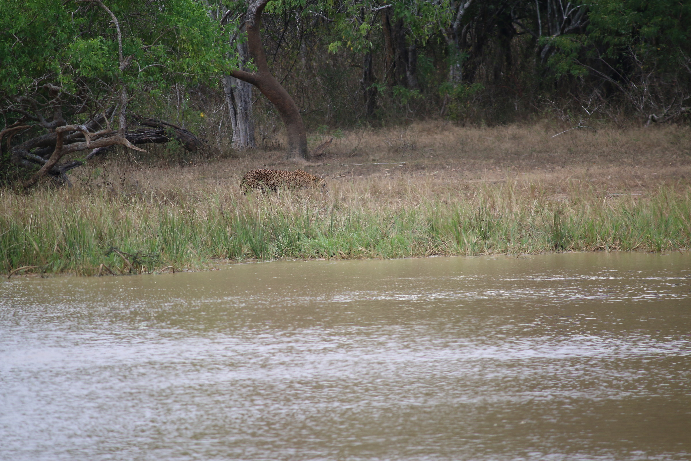 in lontananza leopardo