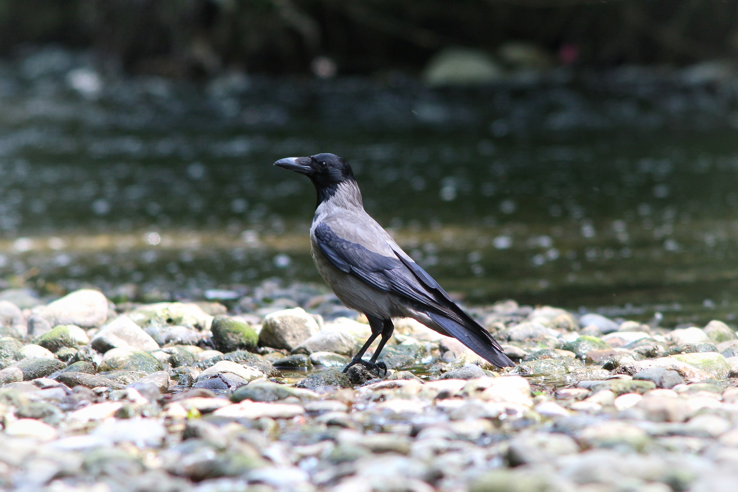 Al centro del mirino