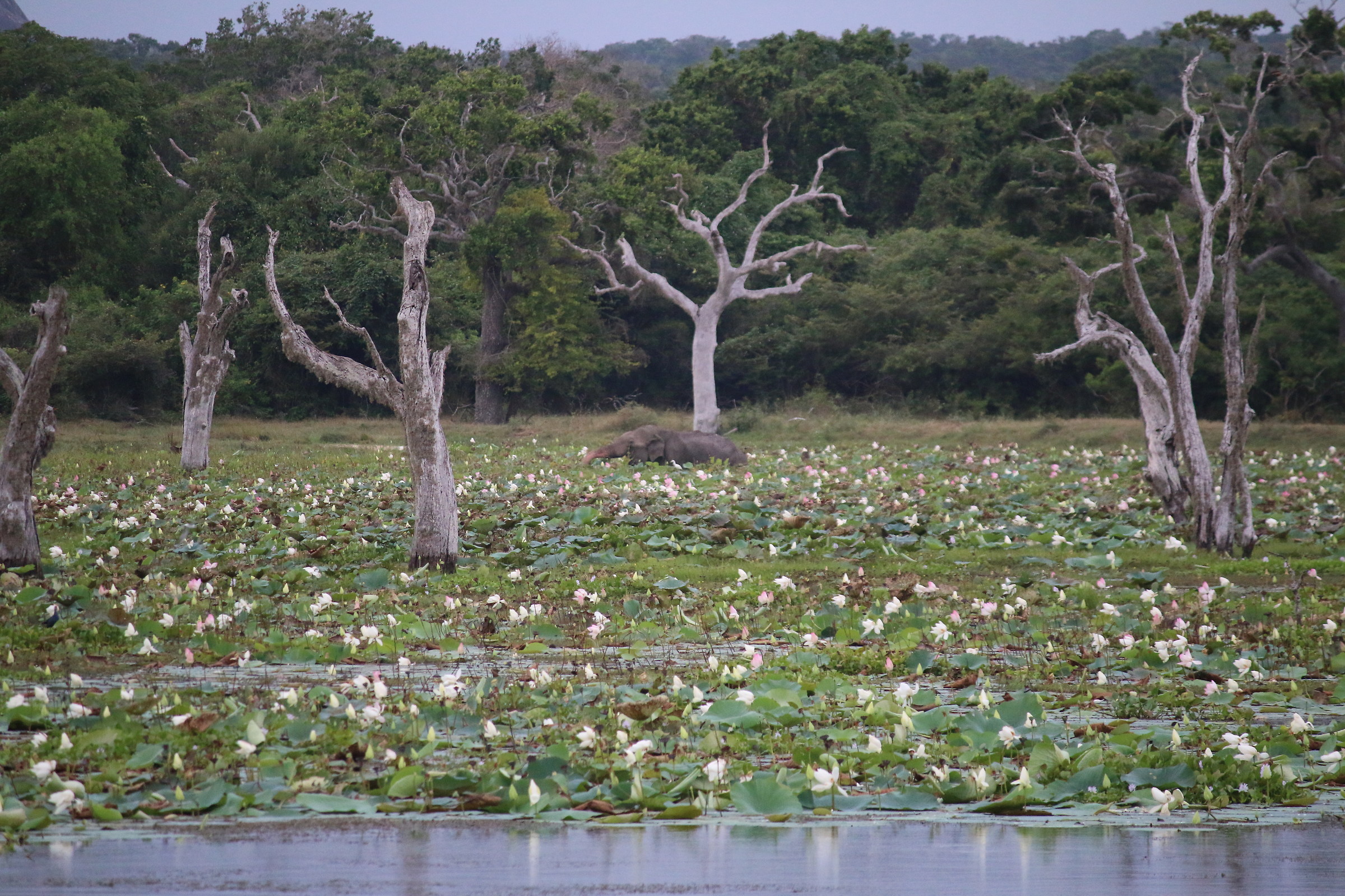 elefante nella palude