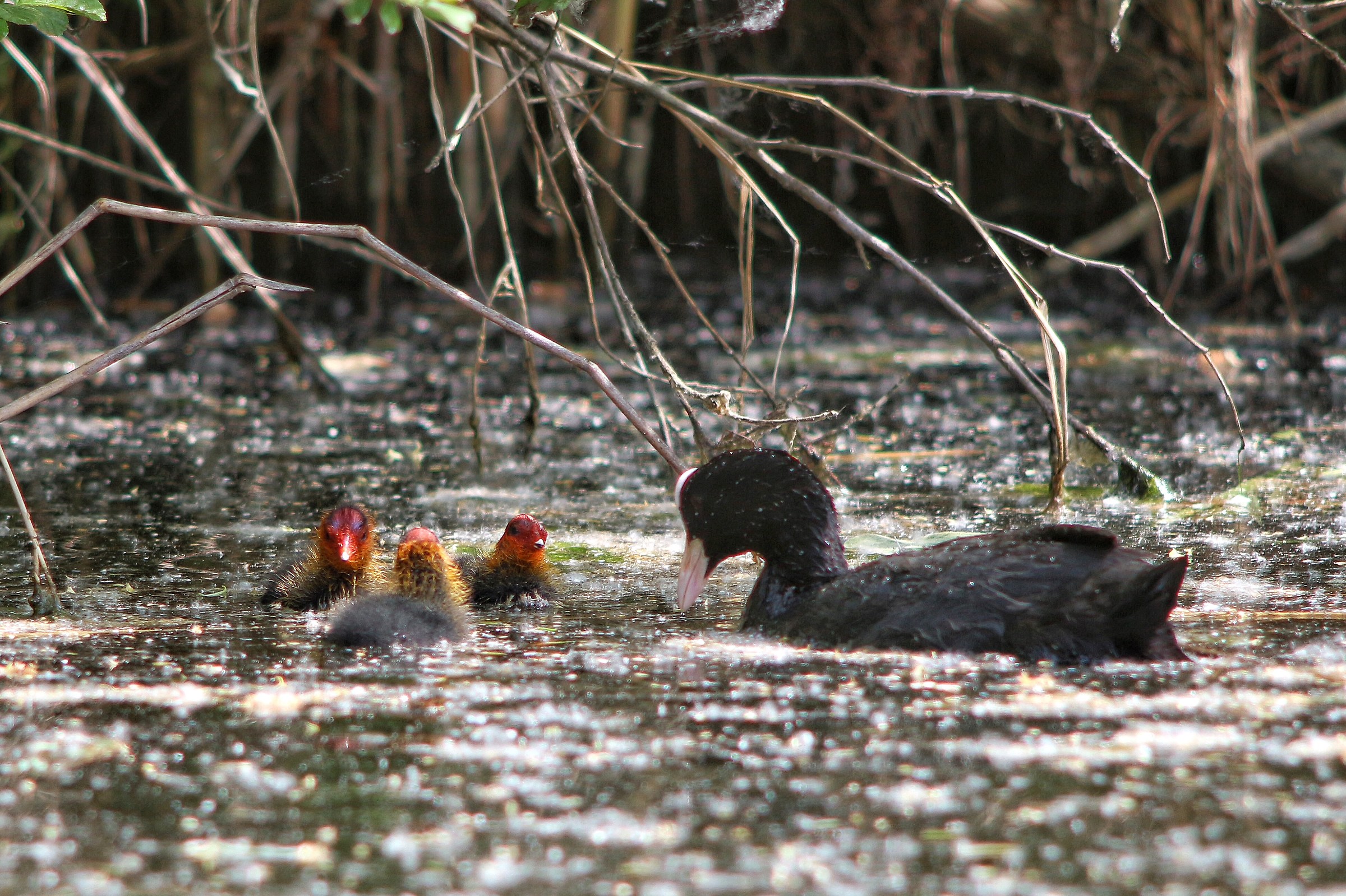 Riunione di famiglia