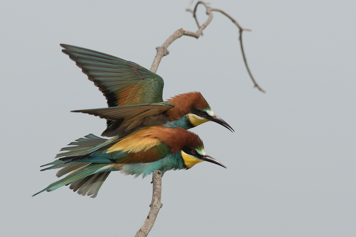 Preliminari di coppia....