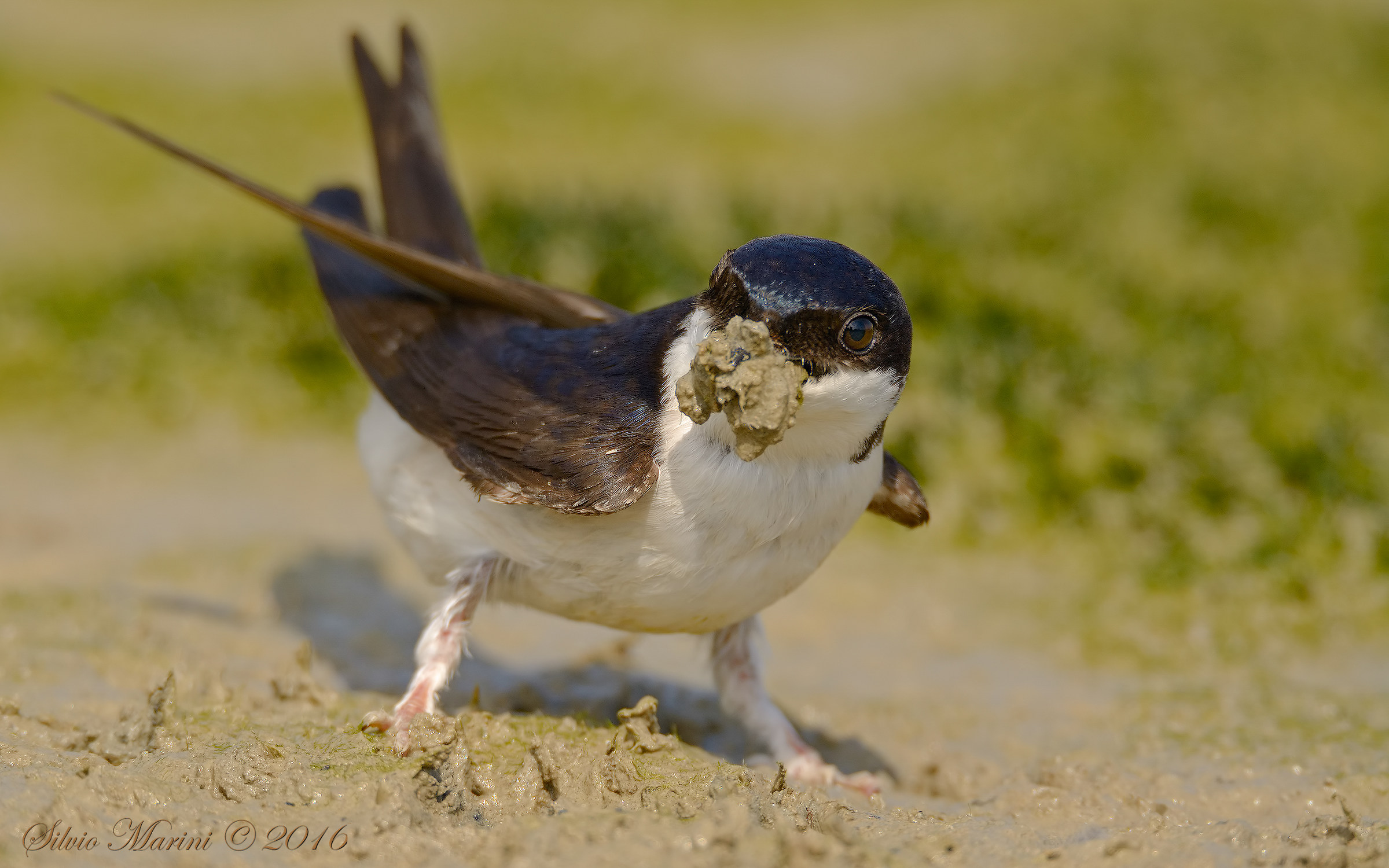 Balestruccio            ( Delichon urbicum)