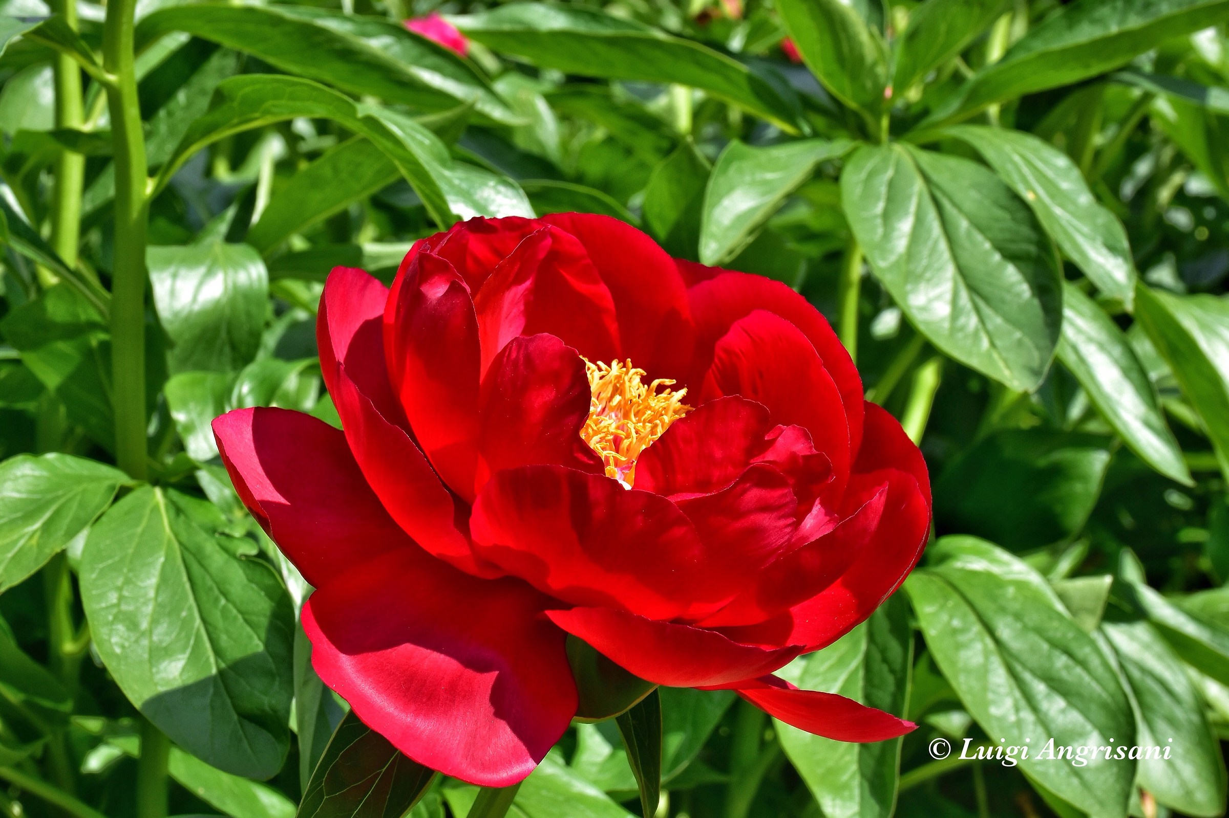 Paeonia