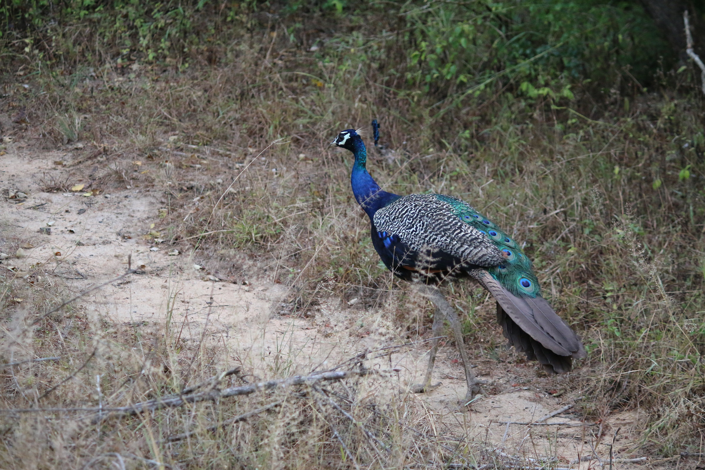 il pavone: uccello più diffuso in Sri Lanka