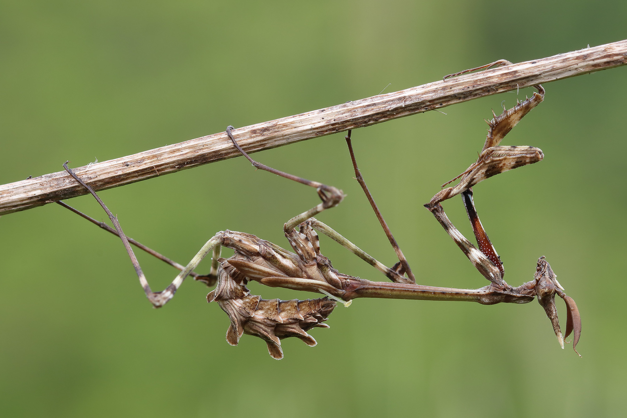 Empusa pennata Male