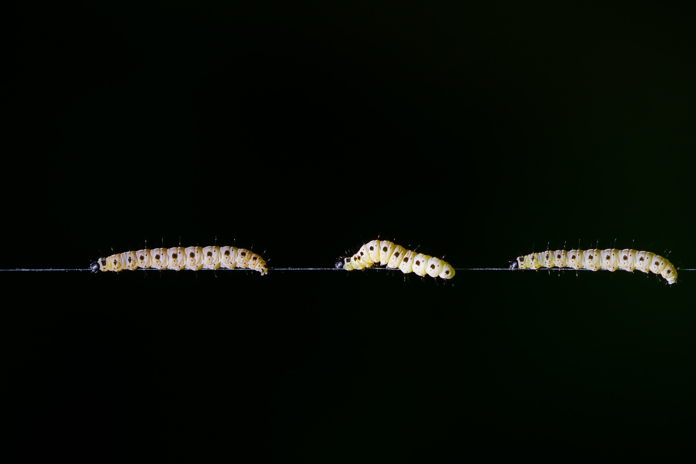 The circus of the caterpillars