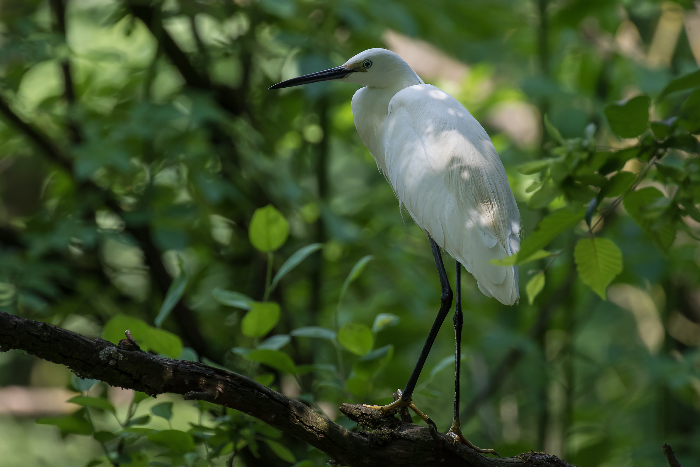 an egret