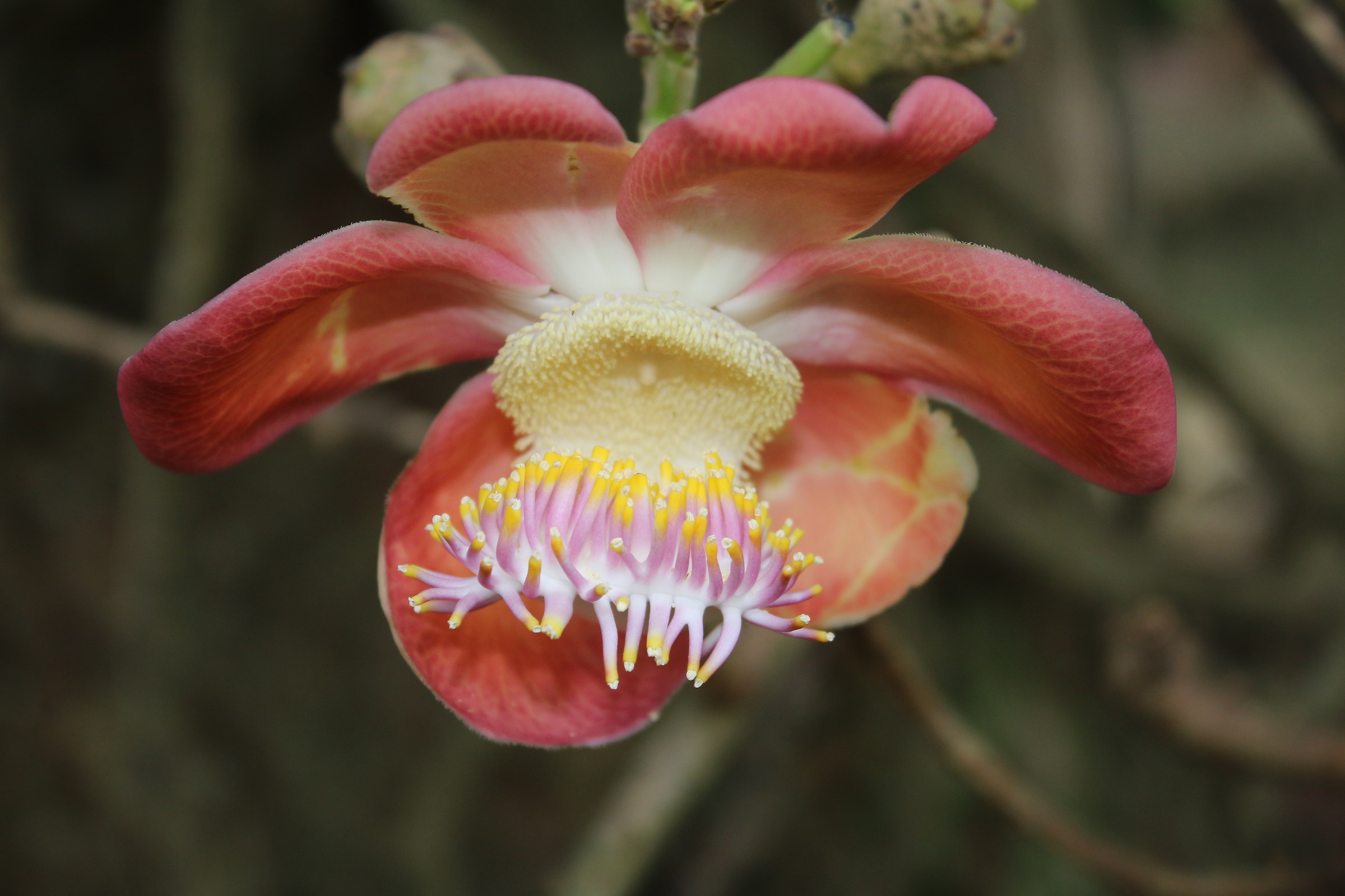 fiore di pianta epifita