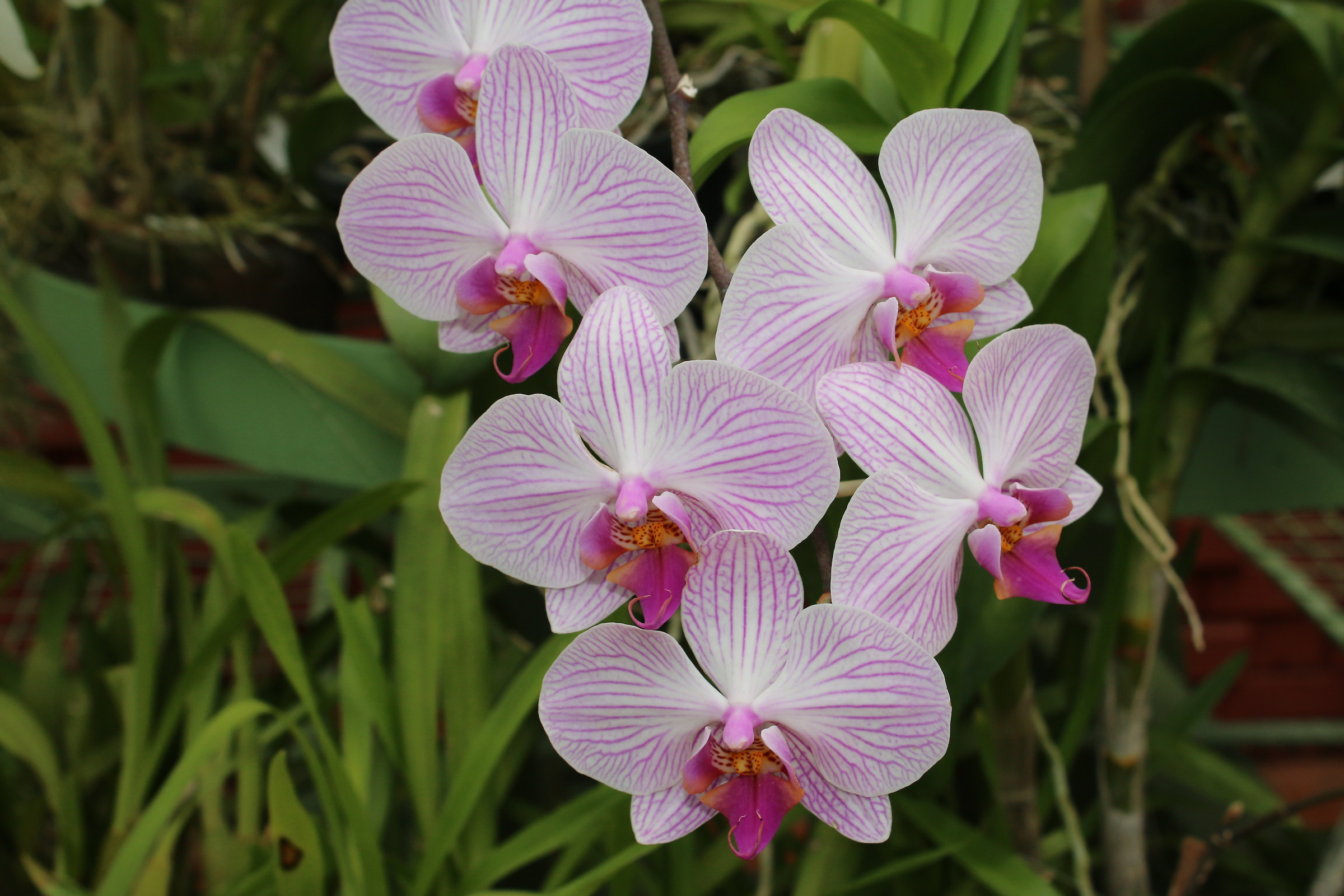 carrellata di orchidee: giardino botanico di Kandy