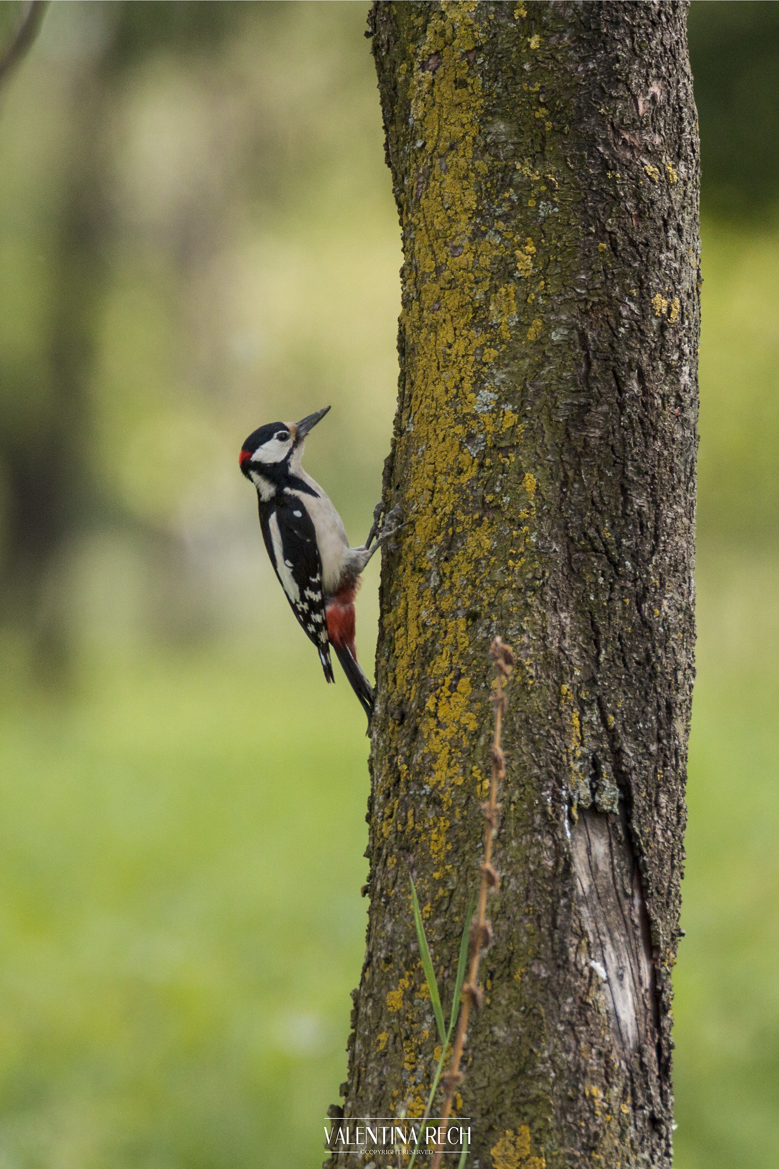 woodpecker
