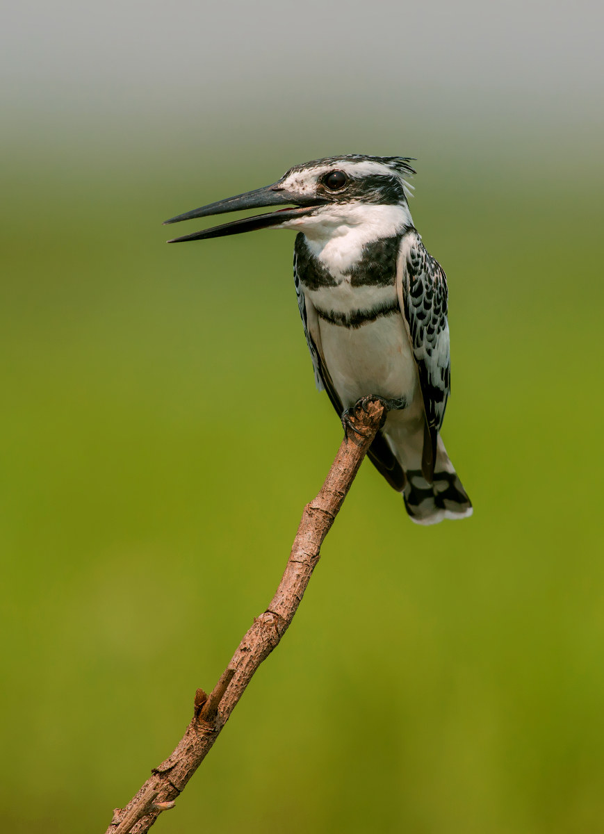 pied kingfisher