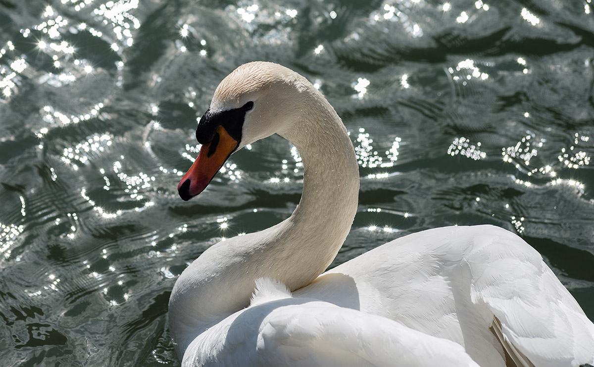 Swan