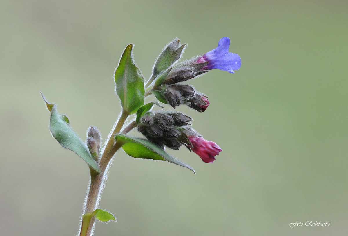 Pulmonaria angustifolia...