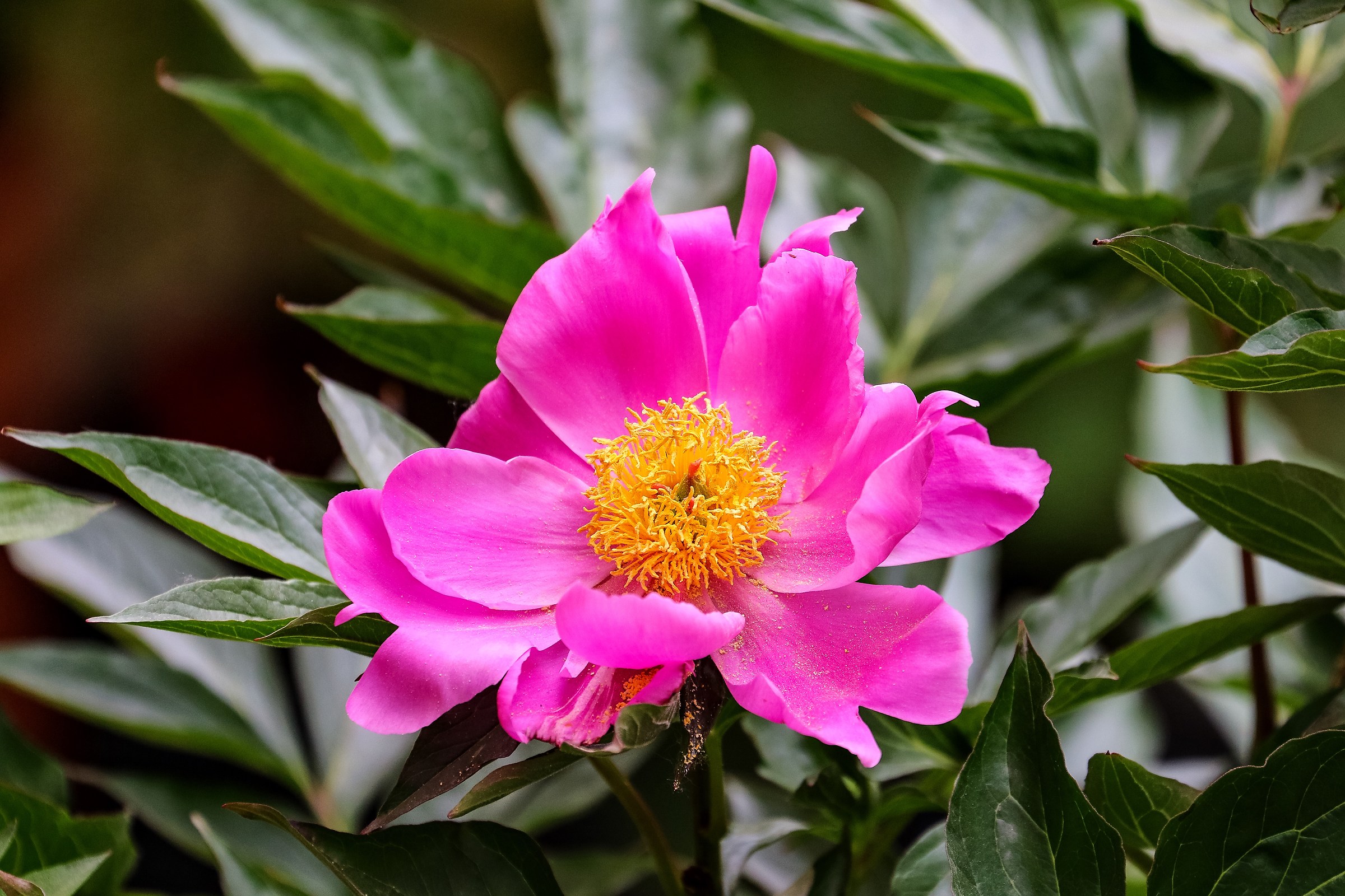 When you are full of pollen ....