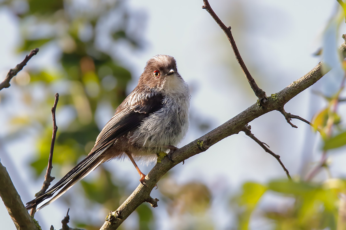 Codibugnolo (Argithalos caudatus)