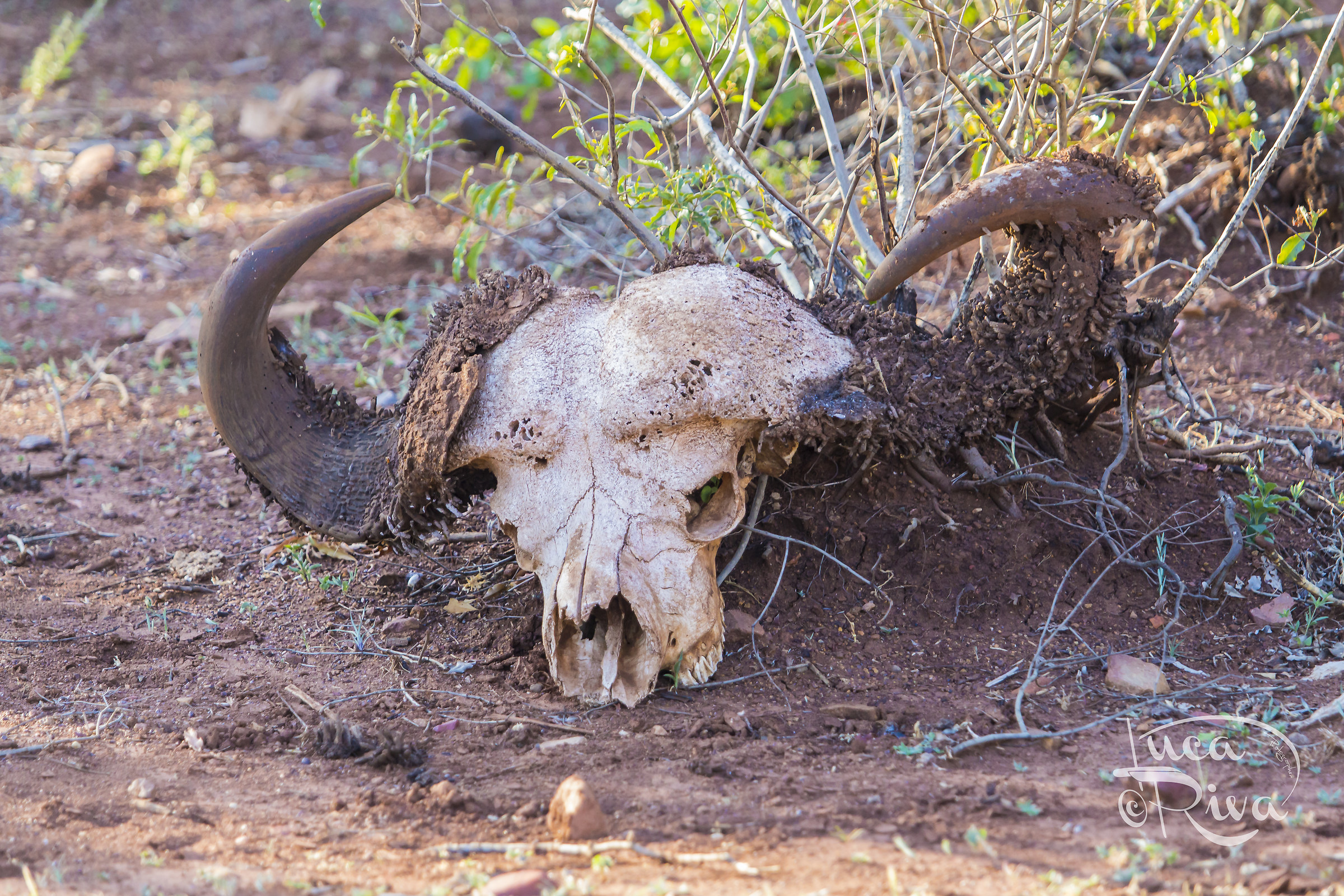 La dura legge della natura