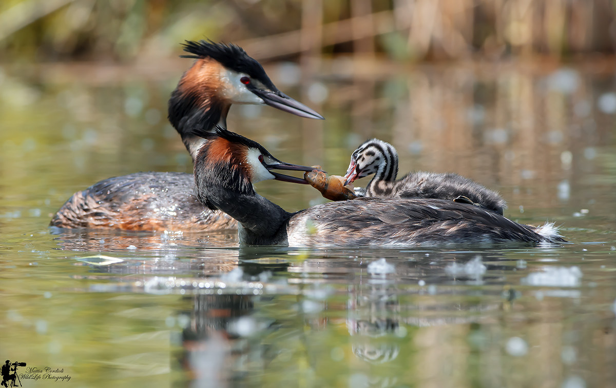 Grebe Family ... cue ..
