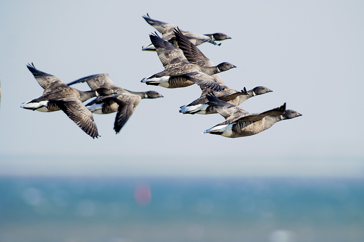 Texel Netherlands geese pigeon in flight