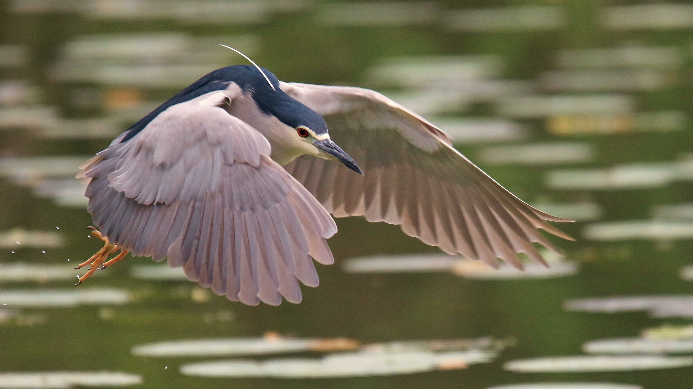Night Heron in flight